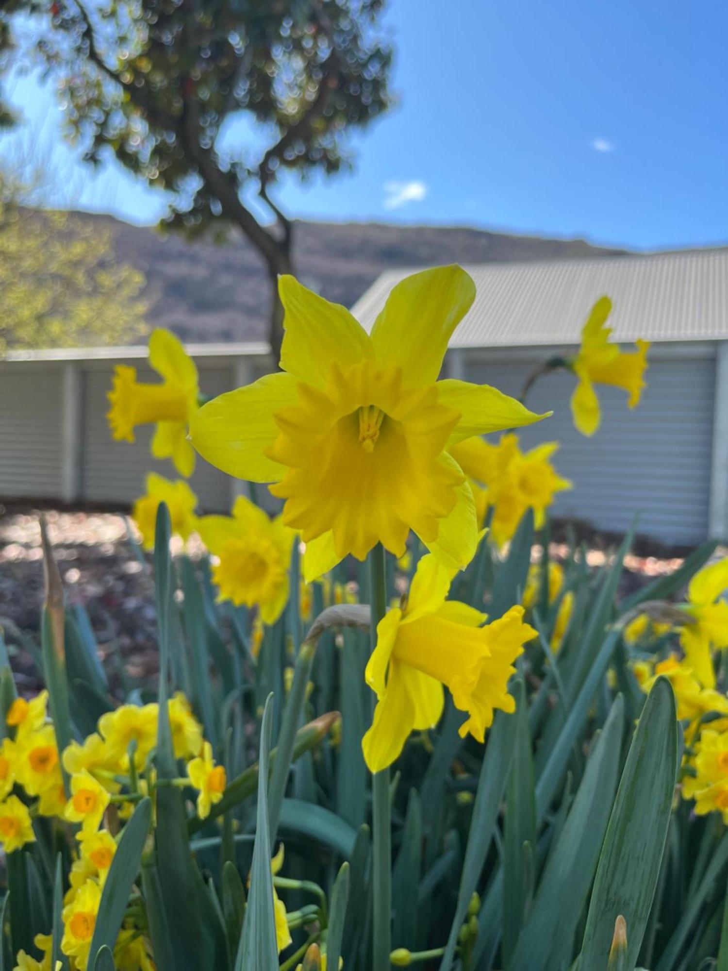 Hampshire Holiday Parks - Arrowtown Extérieur photo